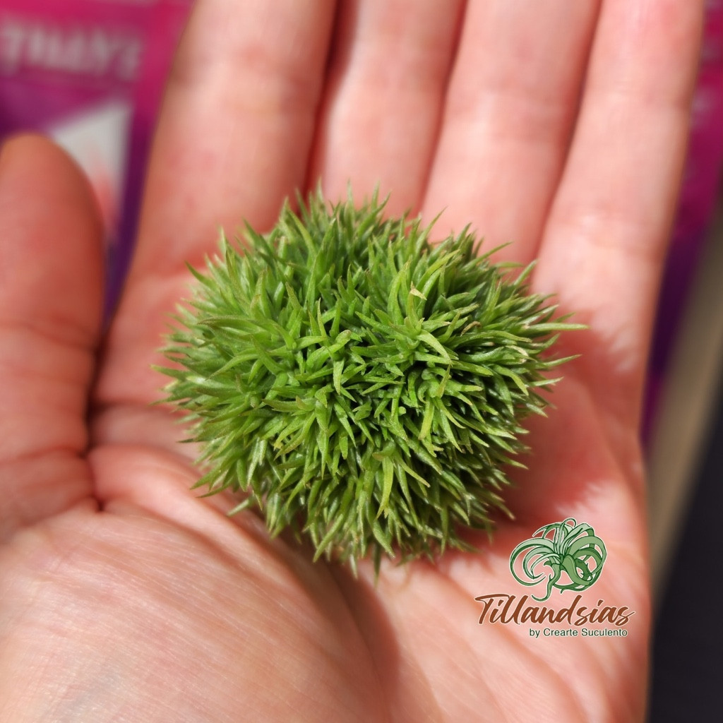 Imagen 1 de Aeranthos Teddy Bear
