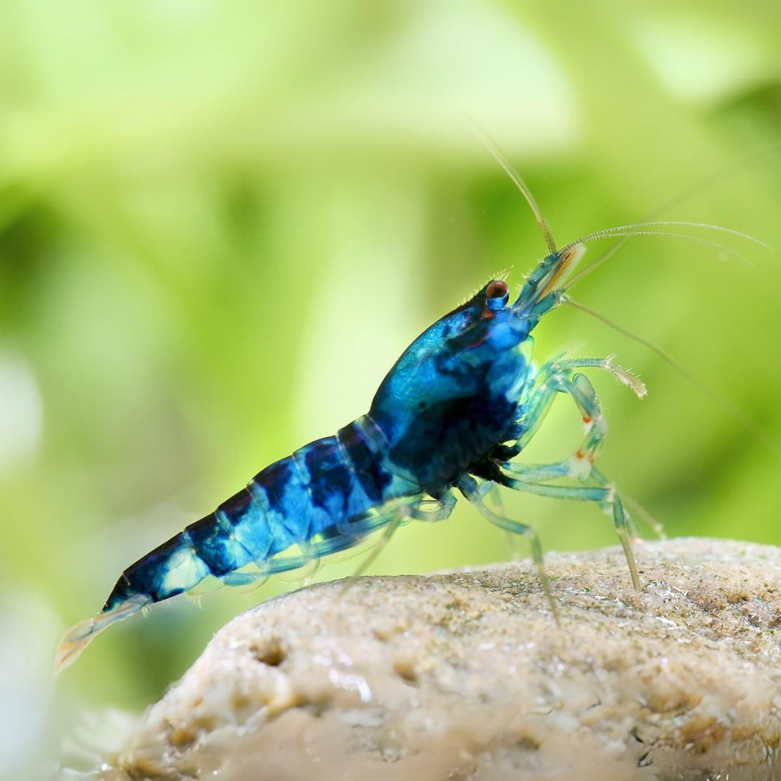 Imagen 1 de Caridina blue dragon