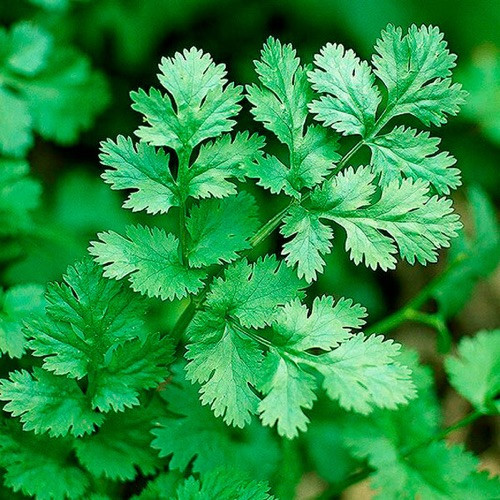Imagen 1 de Cilantro