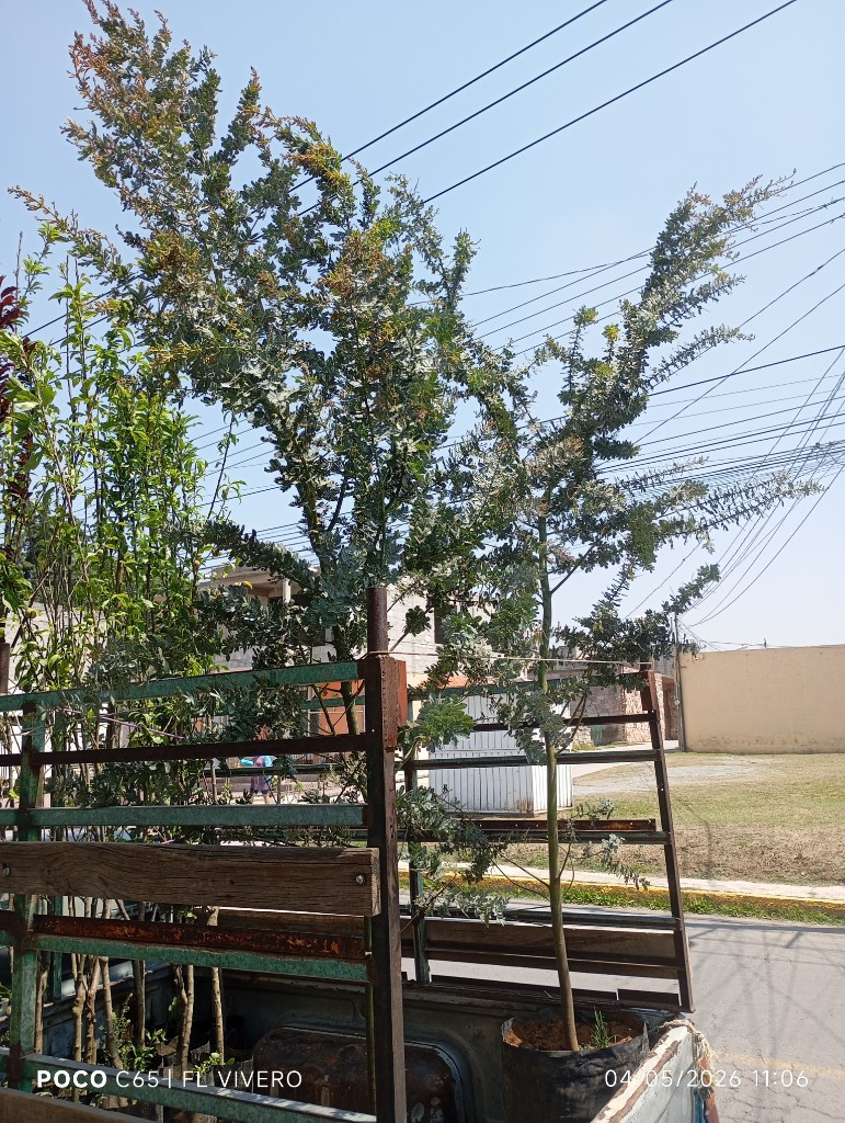 Imagen 1 de Acacia Gris B25