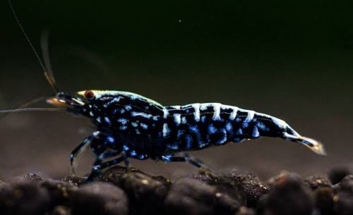Imagen 1 de Caridina black galaxy