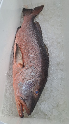 Imagen 1 de Pargo Sambo o Dientón