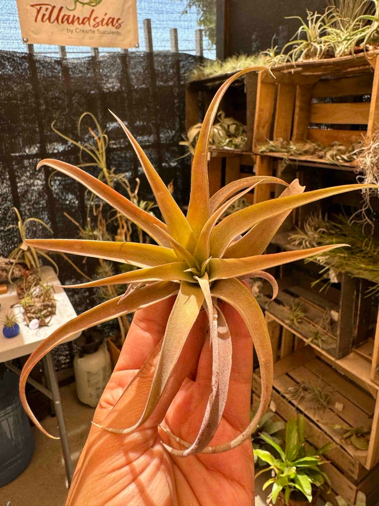 Imagen 1 de Capitata Peach