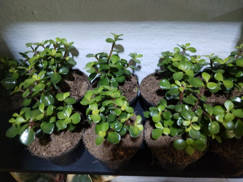 Imagen 1 de Abundancia