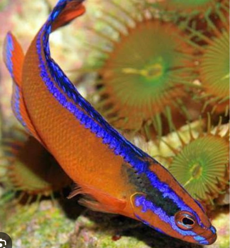 Imagem 1 de Aldabraensis