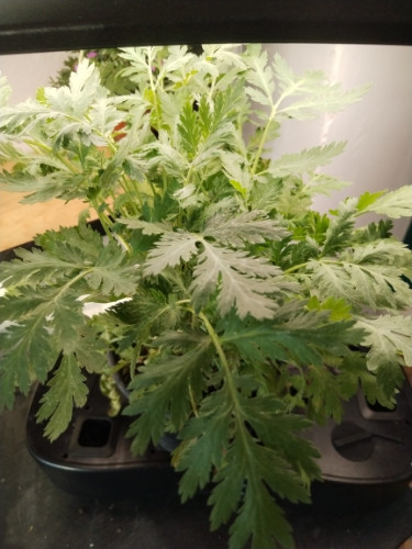 Imagen 1 de Ajenjo aromatica