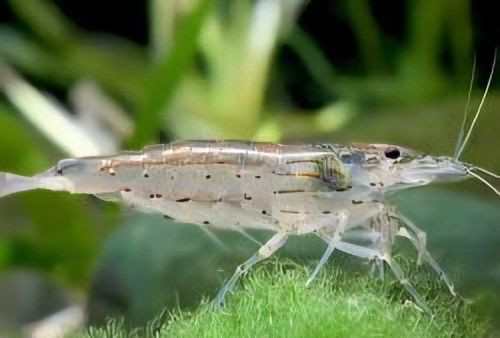 Imagen 1 de Caridina Amano