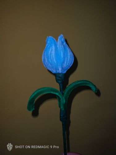 Imagen 1 de Tulipan celeste