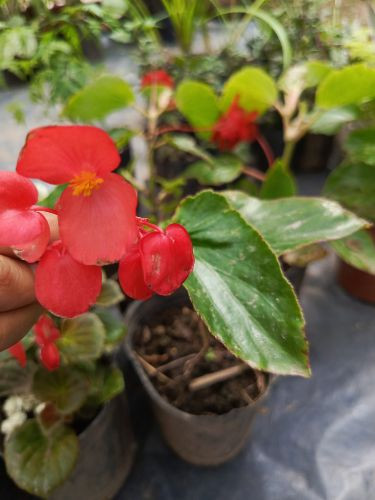 Imagen 1 de Begonia Dragón Rojo