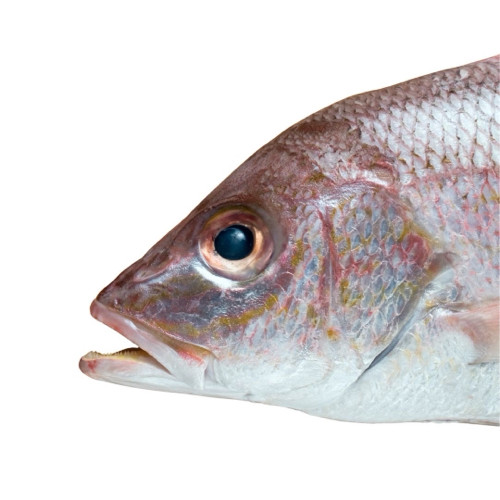 Imagen 1 de Cabeza de pescado
