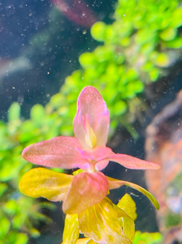 Imagen 1 de Bacopa colorata