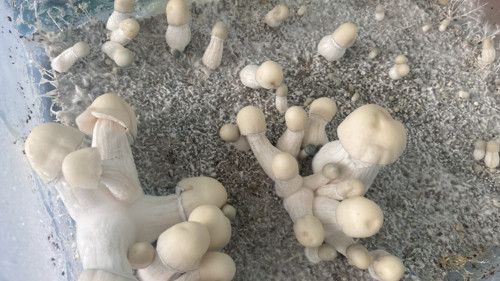 Imagen 1 de Albino Makilla Gorilla