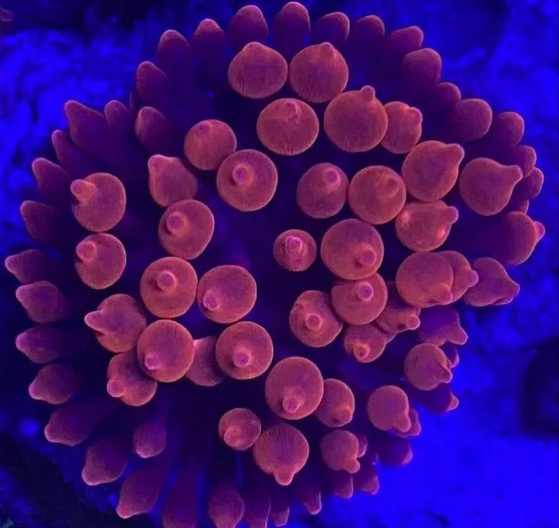 Imagem 1 de Anêmona BBT Red Fire G