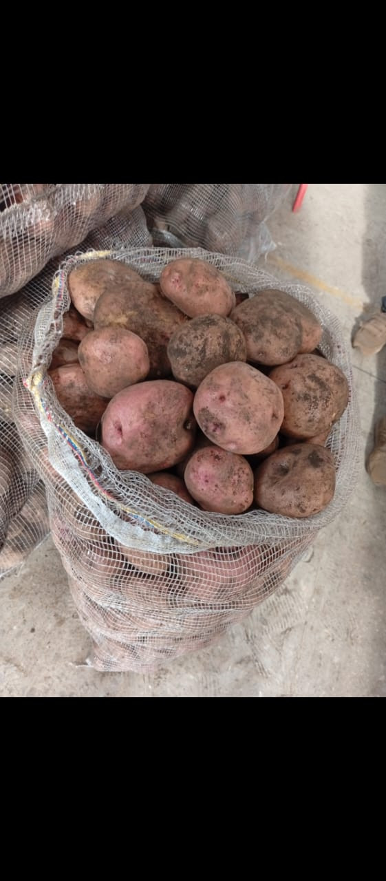 Imagen 1 de pastusa gruesa