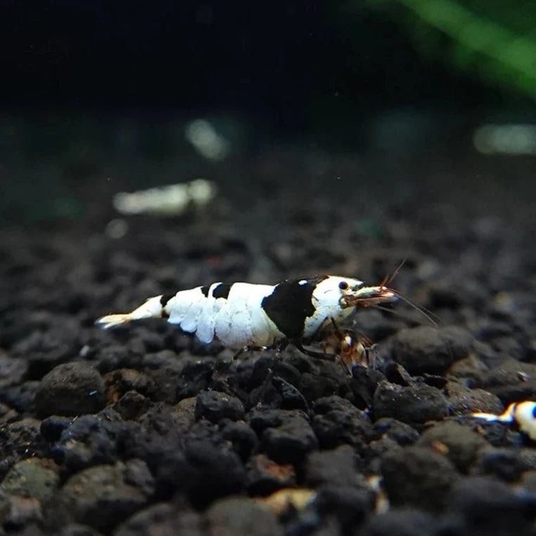 Imagen 1 de Caridina PBL/CBS