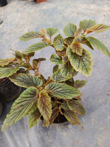 Imagen 1 de Begonia ulmifolea