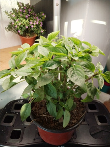 Imagen 1 de Albahaca