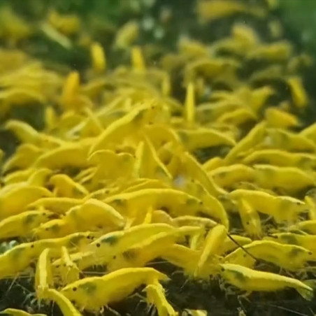 Imagem 1 de CAMARÃO AMARELO  SAKURA