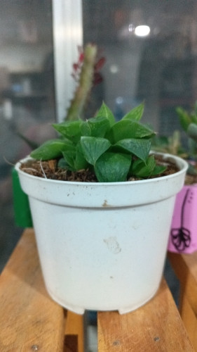 Imagen 1 de Aloes en maceta plástica P9