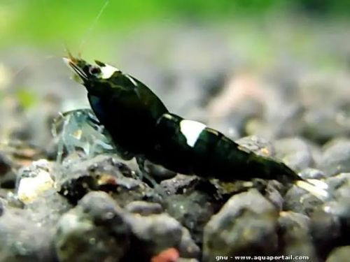 Imagen 1 de Caridina black King Kong