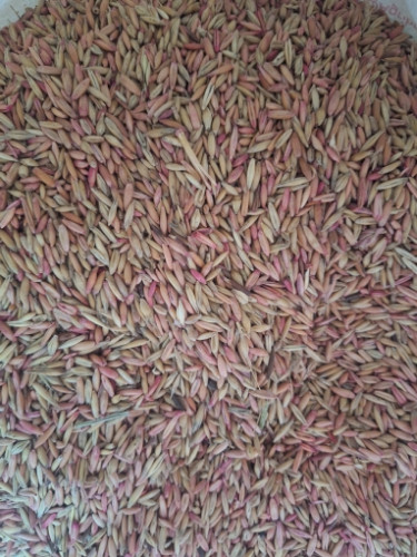 Imagen 1 de Avena