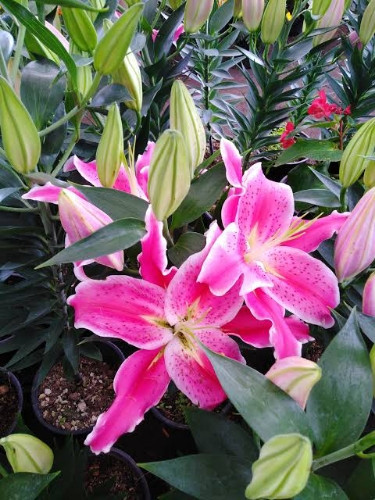 Imagen 1 de Acapulco B3