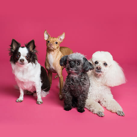 Imagen 1 de Corte básico Comercial razas pequeñas