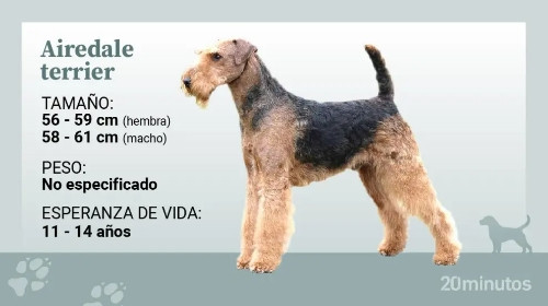 Imagen 1 de Airedale Terrier servicio mixto