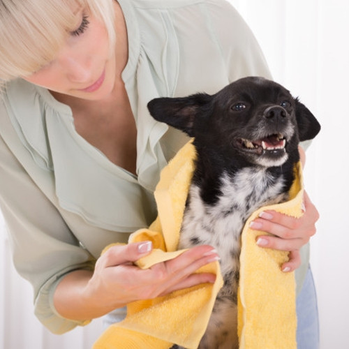 Imagen 1 de (L) Toallas absorbente para mascota