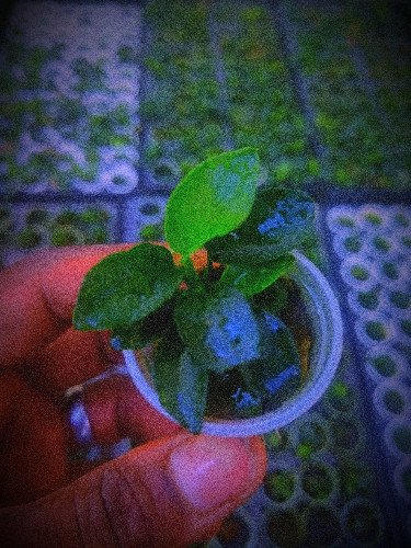 Imagen 1 de Anubia Sp Nana Petite
