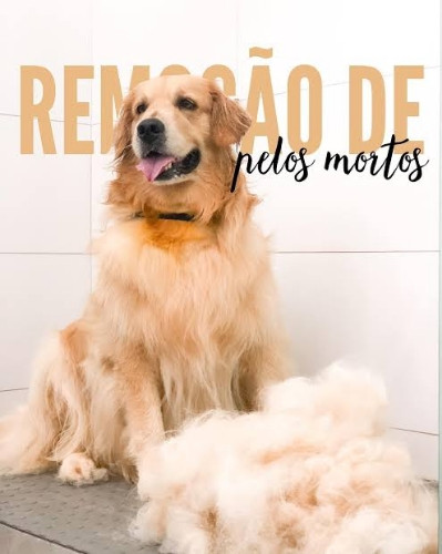 Imagem 1 de 0012345 Banho e Escovação Remoção de Sub  Pelos