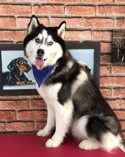 Imagem 1 de 001234 Banho Grande Porte