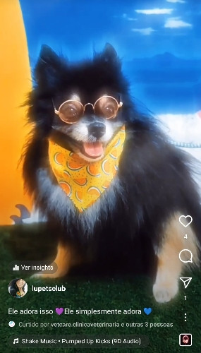 Imagem 1 de 0012 Banho Lulu / Spitz Alemão 