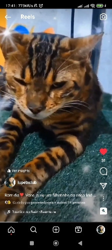 Imagem 1 de 01234 Banho Gatos