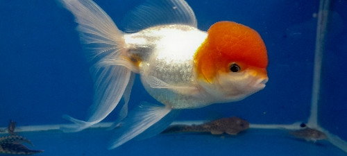 Imagen 1 de Oranda red cap adulto