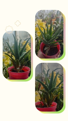 Imagen 1 de Aloe Vera 