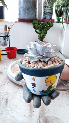 Imagen 1 de Echeveria Crispate Beauty