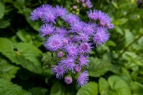 Imagen 1 de AGERATO NANO BLU MIXTA