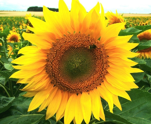 Imagen 1 de GIRASOL WAOOH