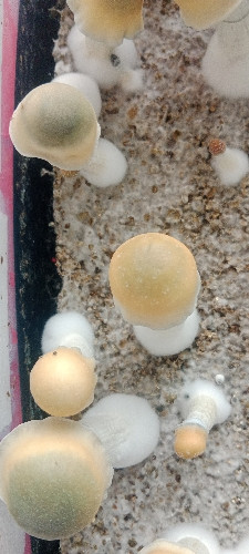 Imagen 1 de Blueyvuitton Frutos secos