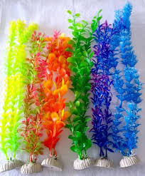 Imagem 1 de ALGAS SORTIDAS