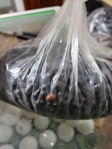 Imagen 1 de Frijol de maíz negro 