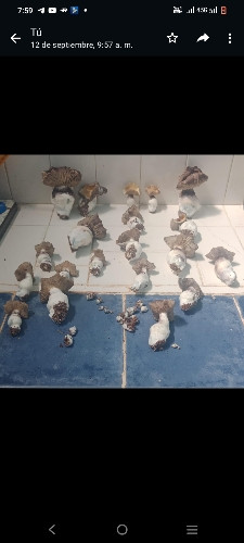 Imagen 1 de Frutos Deshidratados Nezusquats 