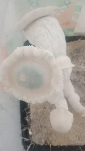 Imagen 1 de Frutos Deshidratados de Albino blueyvuitton 