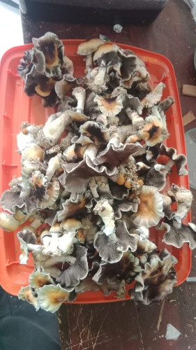 Imagen 1 de Hillbili frutos secos