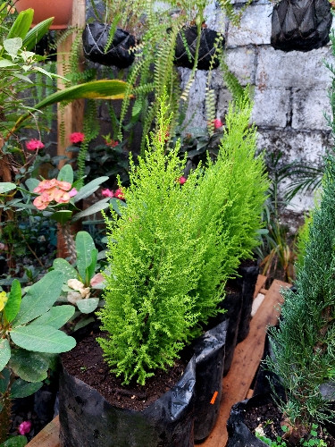 Imagen 1 de Cedro Limon 001