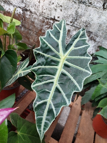 Imagen 1 de Alocasia Coleccionable.