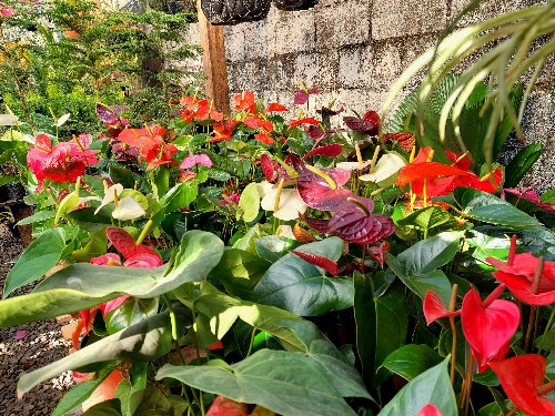 Imagen 1 de Anturios