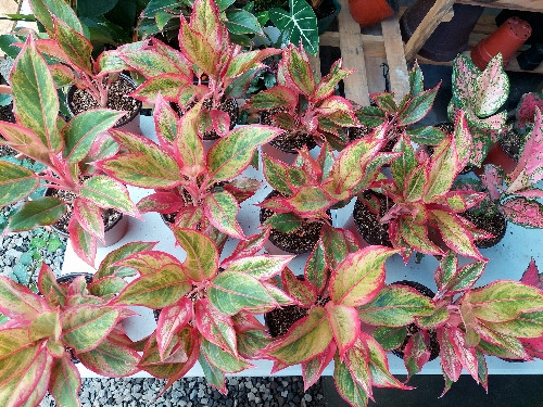 Imagen 1 de Aglaonema Roja