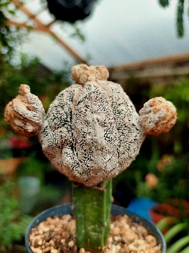 Imagen 1 de Astrophytum Snowball (Madre)